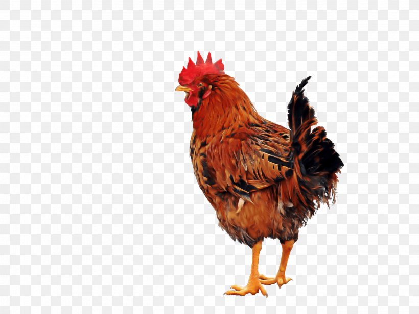 Bird Chicken Rooster Beak Comb, PNG, 2580x1939px, Bird, Beak, Chicken, Comb, Fowl Download Free
