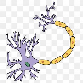 Brain - Axon Terminal Neuron Dendrite Nervous System PNG