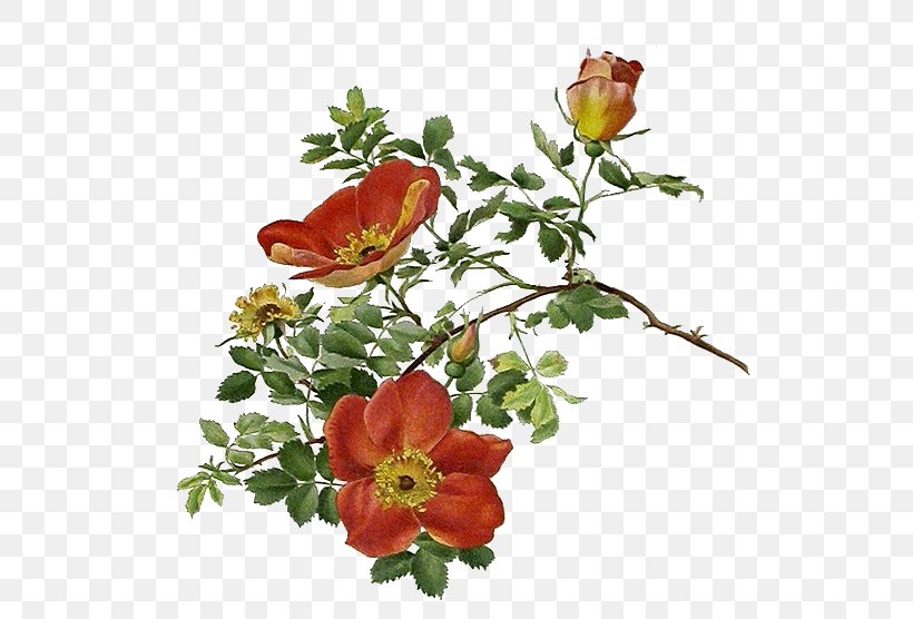 Garden Roses 花朵的秘密生命: 一朵花的自然史 Decoupage Flower, PNG, 563x556px, Garden Roses, Annual Plant, Chrysanths, Cut Flowers, Decoupage Download Free
