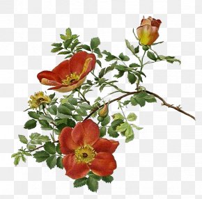 Rose - Garden Roses èŠ±æœµçš„ç§˜å¯†ç”Ÿå‘½: ä¸€æœµèŠ±çš„è‡ªç„¶å² Decoupage Flower PNG