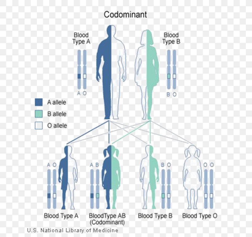 Heredity Genetics Genetic Disorder Idiopathic Pulmonary Fibrosis, PNG, 659x772px, Heredity, Aortic Aneurysm, Biology, Blood, Blood Type Download Free