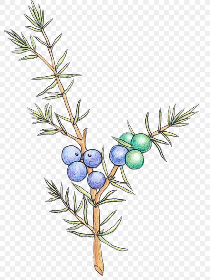 Plant Tree Branch Colorado Spruce American Larch, PNG, 1440x1920px, Watercolor, American Larch, Branch, Colorado Spruce, Flower Download Free