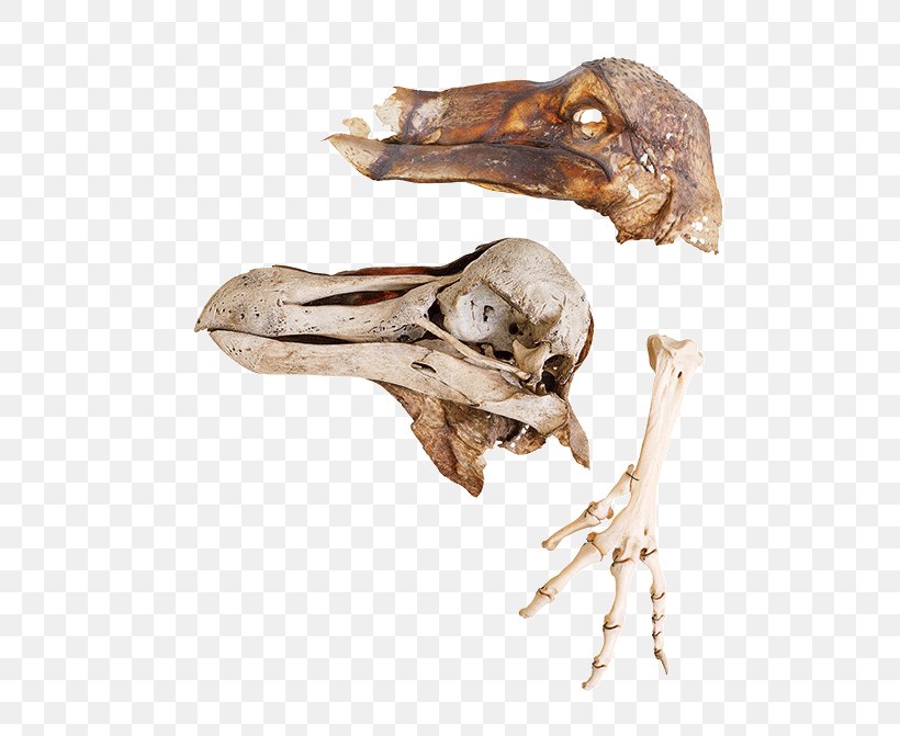 Skull Skeleton /m/083vt Wood Organism, PNG, 550x671px, Skull, Bone, Jaw, Organism, Skeleton Download Free