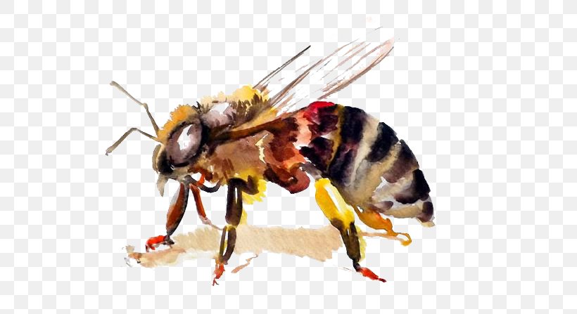 Honey Bee Hornet Watercolor Painting, PNG, 564x447px, Honey Bee, Art, Arthropod, Bee, Cartoon Download Free