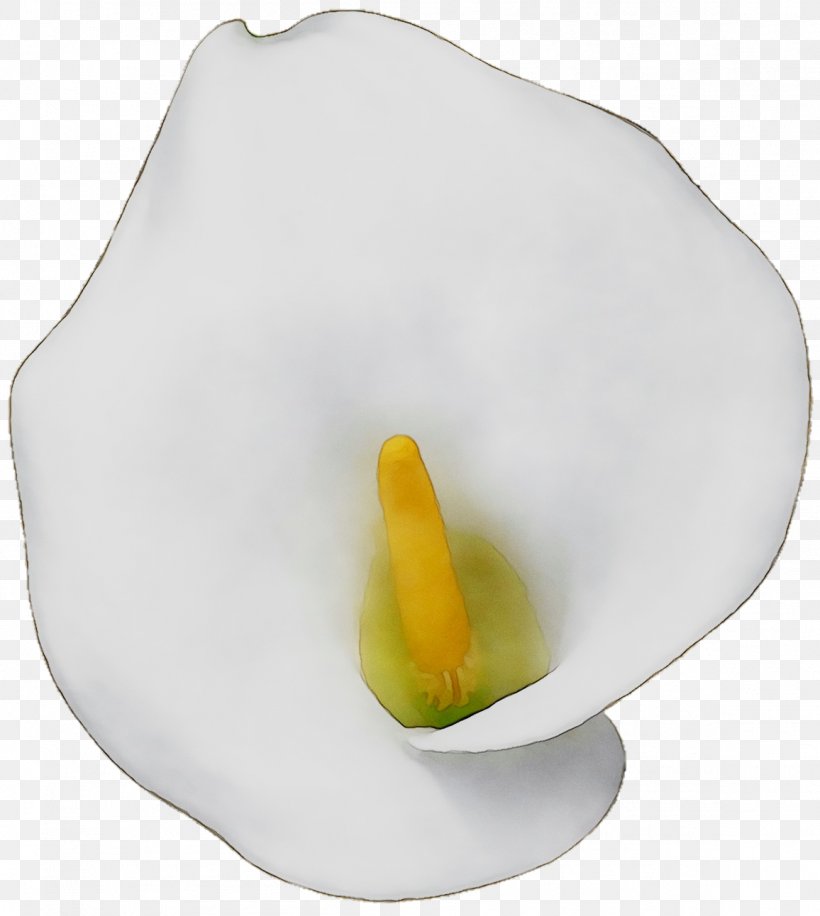 Yellow Arum Lilies, PNG, 1156x1292px, Yellow, Alismatales, Arum, Arum Family, Arum Lilies Download Free