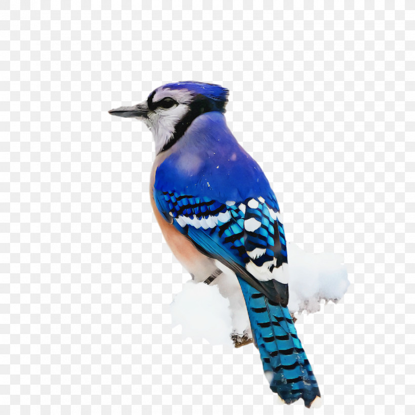 Blue Jay Songbirds Birds Bluebirds Cobalt Blue, PNG, 1440x1440px, Blue Jay, Beak, Biology, Birds, Bluebirds Download Free