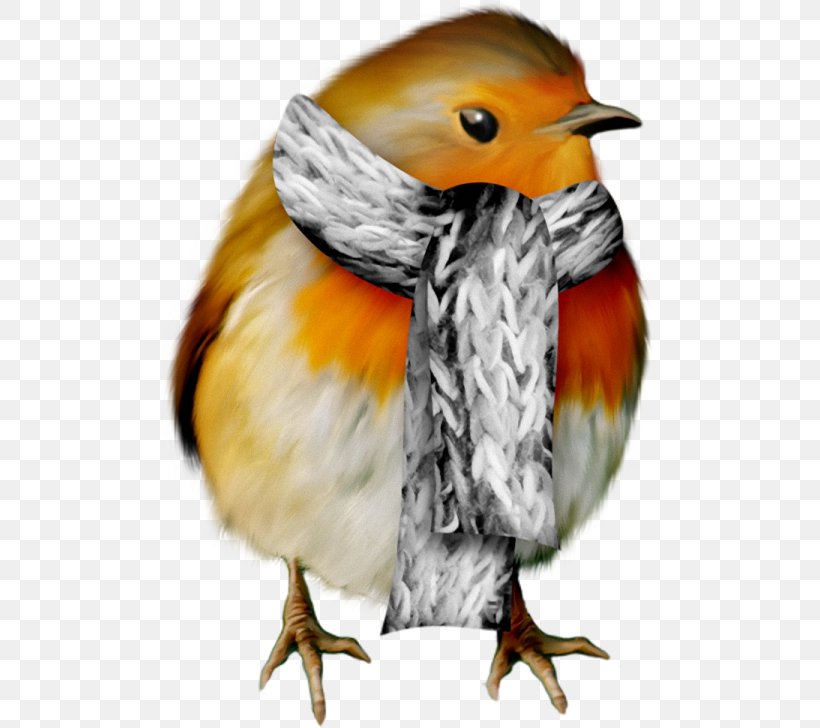 Christmas European Robin Bird Clip Art, PNG, 498x728px, Christmas, Advent, Beak, Bird, Blog Download Free