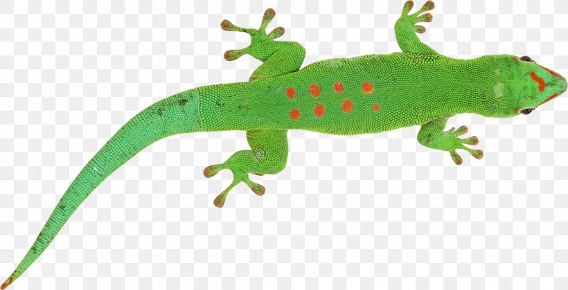 Lizard Chameleons Clip Art, PNG, 2396x1225px, Lizard, Amphibian, Chameleons, Common House Gecko, Digital Image Download Free