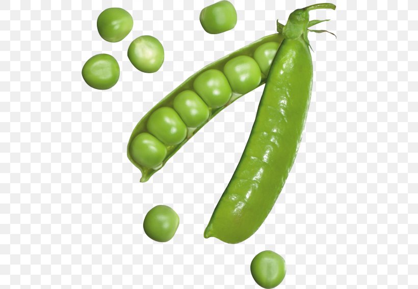 Pea Icon, PNG, 500x568px, Snow Pea, Bean, Broad Bean, Commodity, Common Bean Download Free