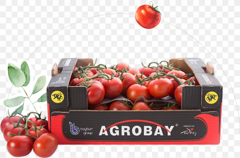 Bush Tomato Agrobay Satış Mağazası, PNG, 825x545px, Tomato, Agriculture, Bush Tomato, Crop, Diet Download Free
