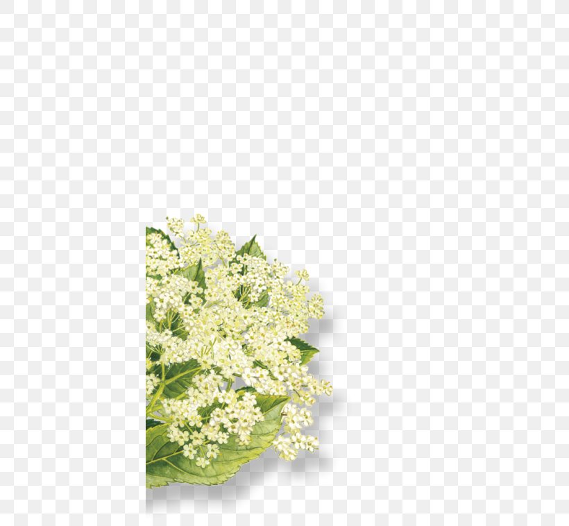 Elderflower Cordial Elderberry Organic Food Syrup Floral Design, PNG, 400x758px, Elderflower Cordial, Austrian Airlines, Conflagration, Elderberry, Everything Download Free