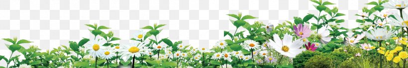 Floral Design Icon, PNG, 2385x400px, Floral Design, Chrysanthemum, Cut Flowers, Flora, Floristry Download Free