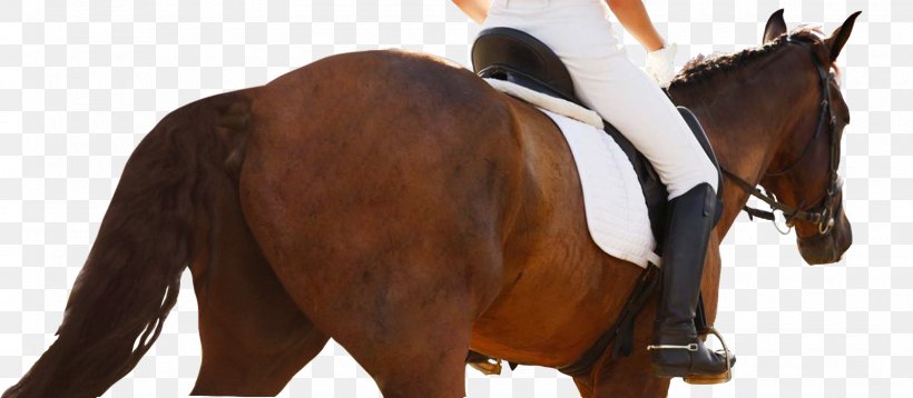 Horse Equestrian Centre Dressage Show Jumping, PNG, 1600x700px, Horse, Animal Figure, Bridle, Dressage, English Riding Download Free