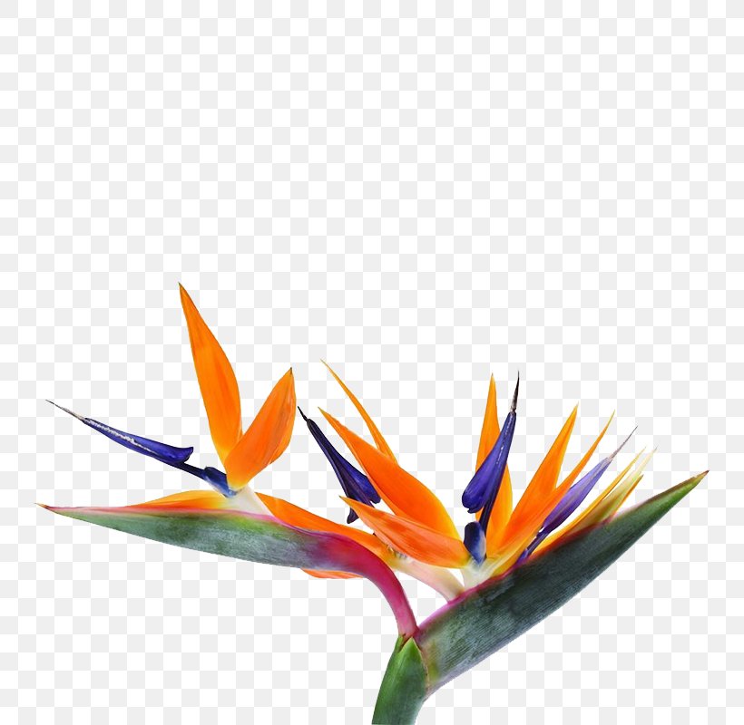Strelitzia Reginae Bird-of-paradise Flower Seed, PNG, 800x800px, Strelitzia Reginae, Bird, Bird Of Paradise Flower, Birdofparadise, Blue Birdofparadise Download Free