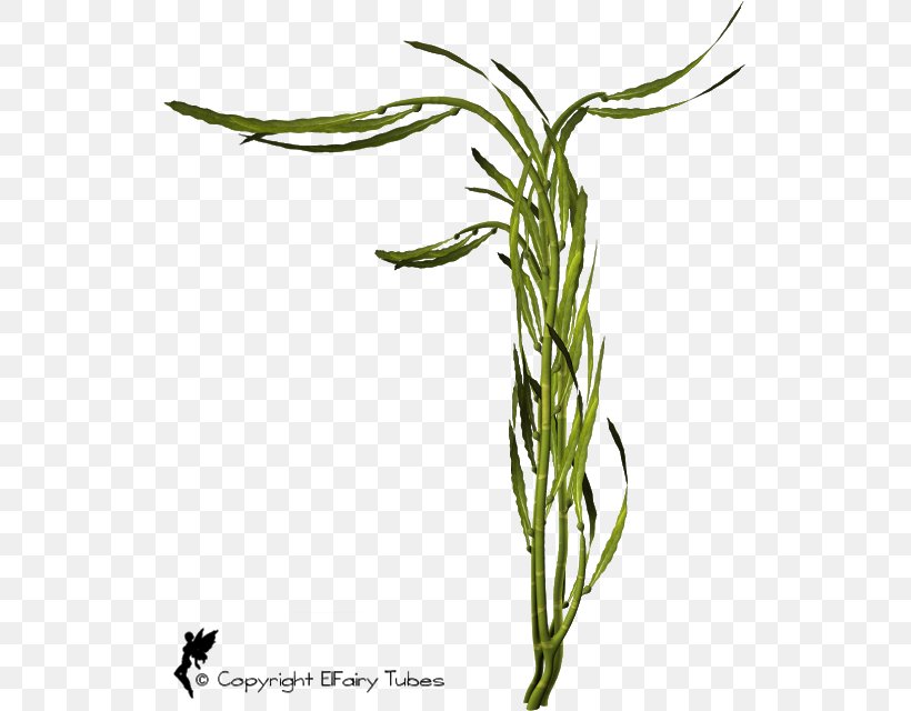 Sweet Grass Plant Stem Leaf Commodity Flower, PNG, 525x640px, Sweet Grass, Commodity, Flower, Grass, Grass Family Download Free