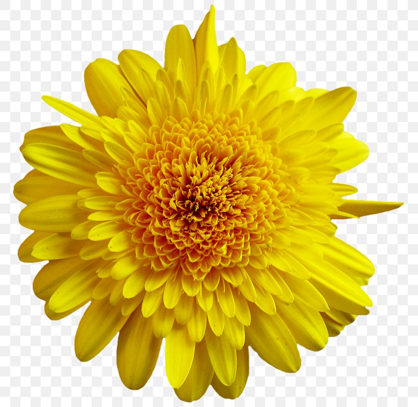 Common Sunflower Clip Art, PNG, 785x800px, Common Sunflower, Annual Plant, Chrysanths, Dahlia, Daisy Family Download Free