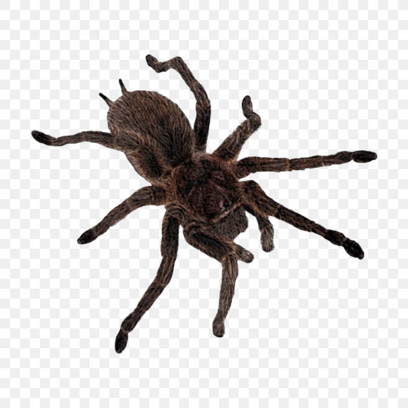 Spider Web, PNG, 1024x1024px, 2018, Tarantula, Animal Figure, Arachnid, Araneus Download Free