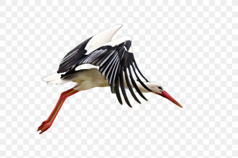 Feather, PNG, 2448x1632px, Bird, Beak, Black Stork, Ciconiiformes, Feather Download Free