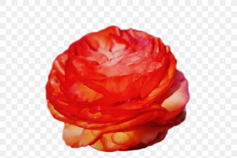 Garden Roses, PNG, 1920x1280px, Spring Flower, Flower, Flowers, Garden Roses, Hybrid Tea Rose Download Free