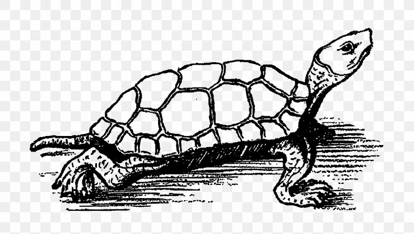 Tortoise Line Art Clip Art, PNG, 1200x678px, Tortoise, Art, Black And White, Box Turtles, Carnivoran Download Free