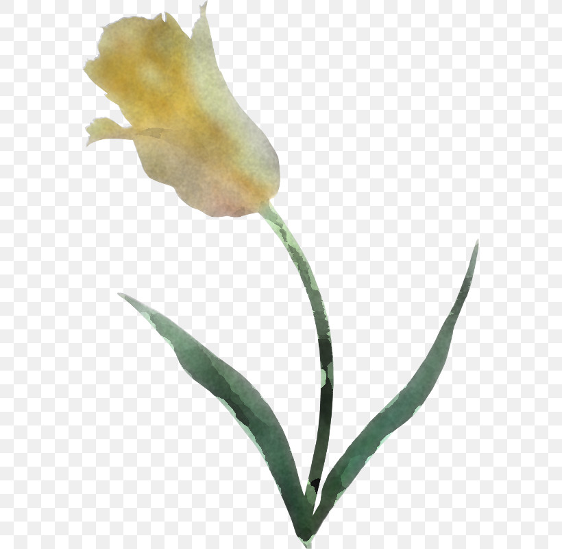 Flower Plant Pedicel Plant Stem Tulip, PNG, 579x800px, Flower, Anthurium, Arum Family, Pedicel, Plant Download Free