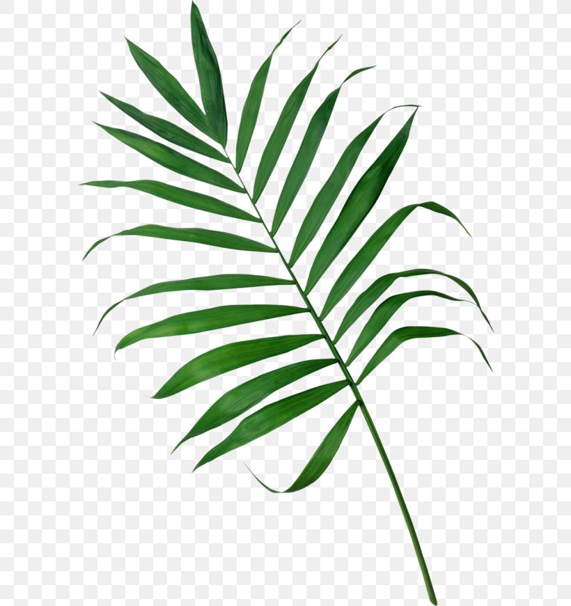 Frond Arecaceae Palm Branch Leaf Clip Art, PNG, 600x870px, Frond, Arecaceae, Arecales, Black And White, Branch Download Free