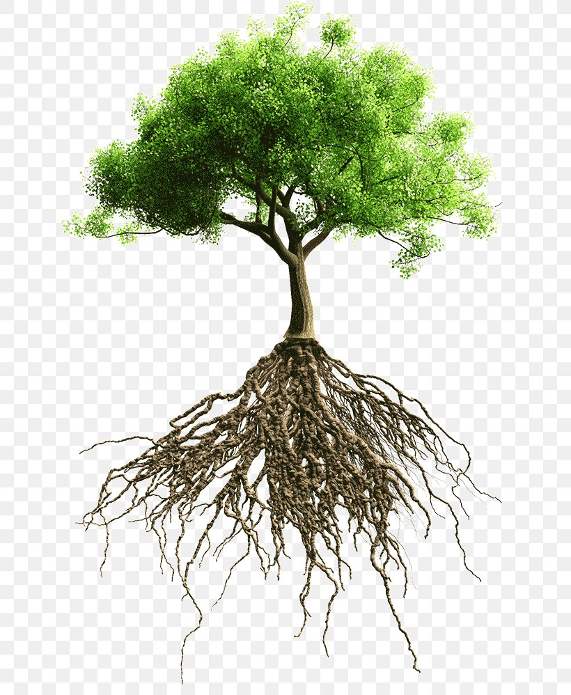 Root Tree Stock Photography, PNG, 783x998px, Root, Branch, Flowerpot, Houseplant, Oak Download Free