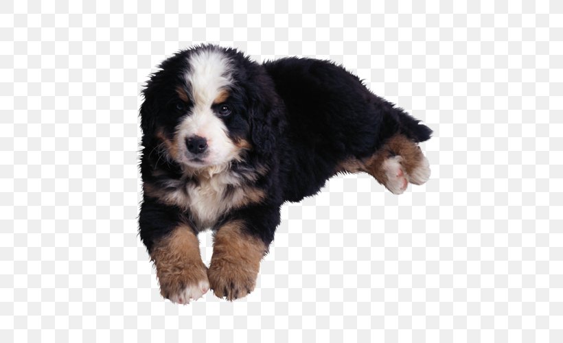 Bernese Mountain Dog Puppy Rottweiler Horoscope Aries, PNG, 500x500px, Bernese Mountain Dog, Animal, Aries, Astrology, Capricorn Download Free