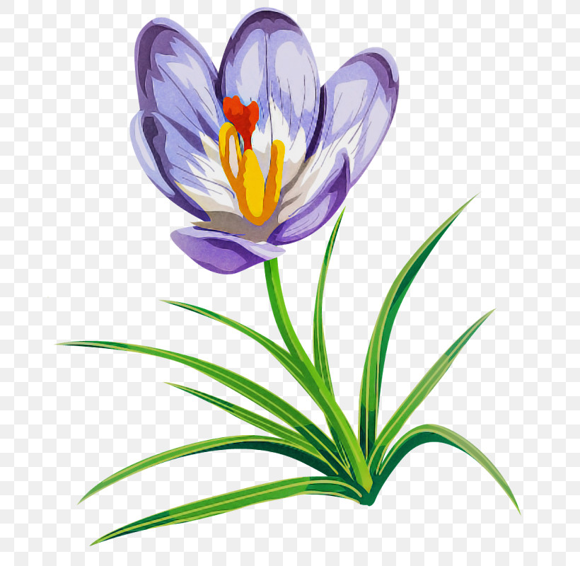 Flower Cretan Crocus Crocus Petal Tommie Crocus, PNG, 685x800px, Flower, Cretan Crocus, Crocus, Iris Family, Pedicel Download Free