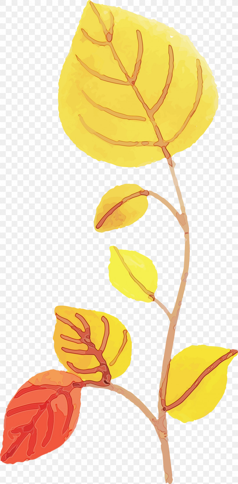 Leaf Yellow Line Science Biology, PNG, 1477x3000px, Watercolor Autumn, Biology, Colorful Leaf, Leaf, Line Download Free