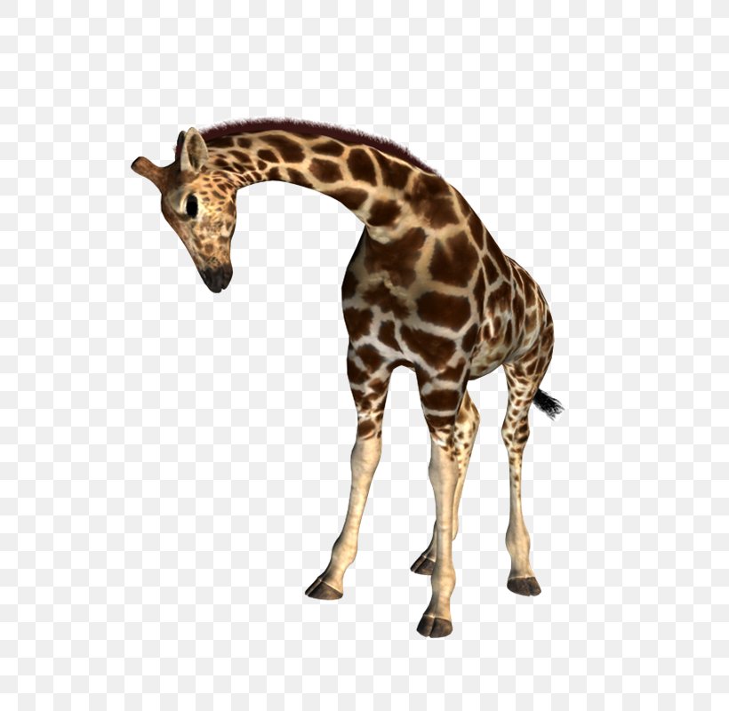 Northern Giraffe Drawing Animal Presentation, PNG, 600x800px, Northern Giraffe, Animal, Animal Figure, Drawing, Fauna Download Free