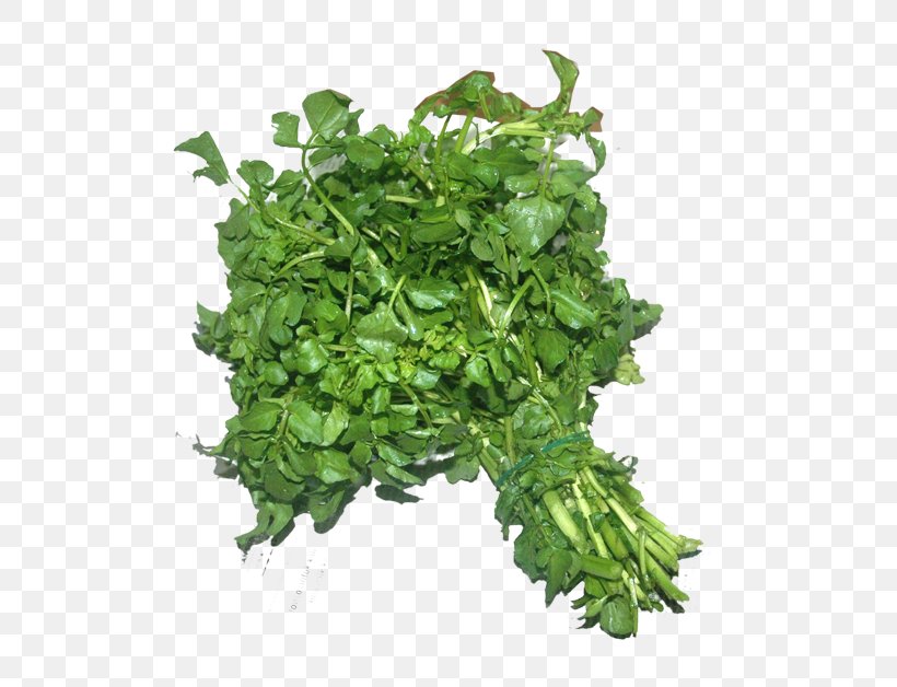 Parsley Watercress Spinach Coriander Spring Greens, PNG, 556x628px, Parsley, Amaranth, Calorie, Coriander, Fines Herbes Download Free