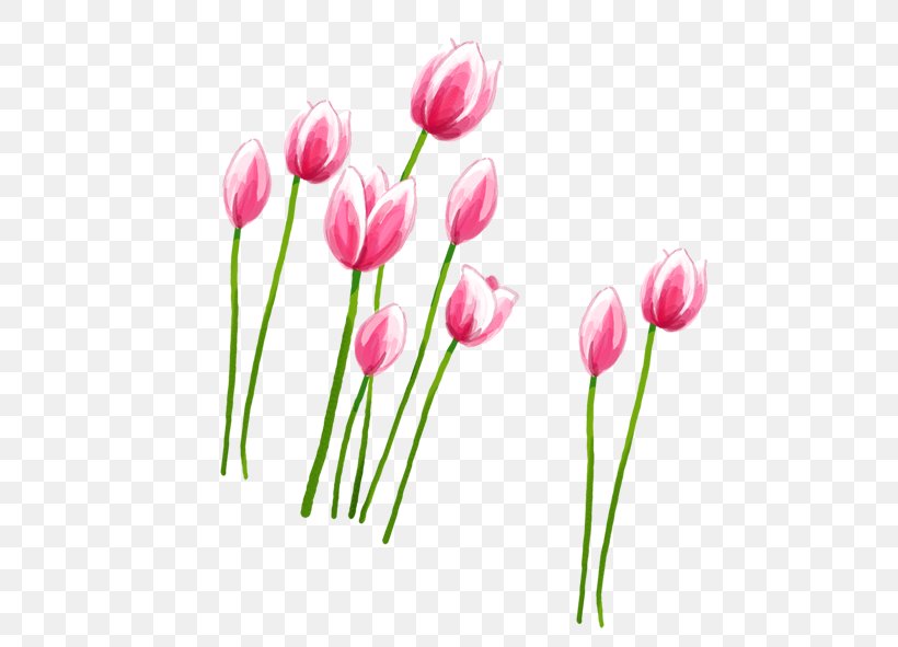 Tulip Petal Pink, PNG, 591x591px, Tulip, Cut Flowers, Floristry, Flower, Flowering Plant Download Free