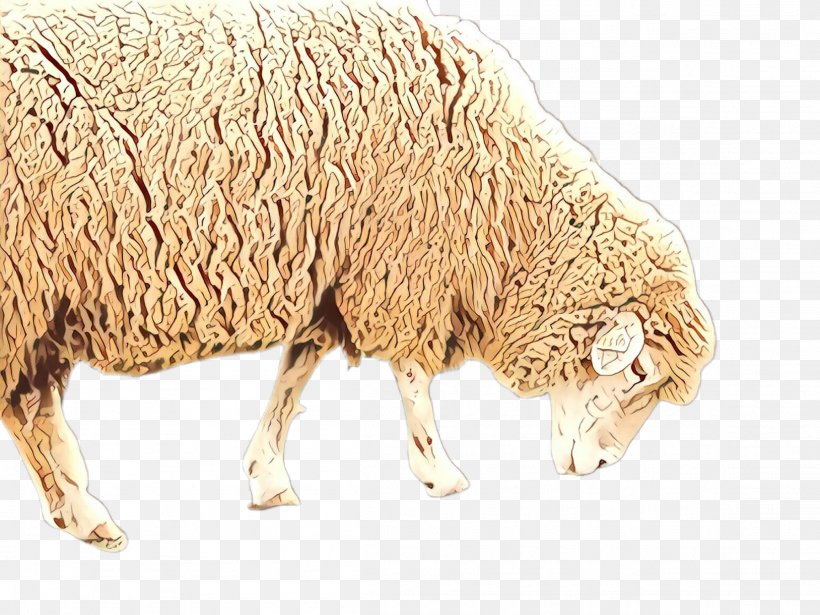 Cartoon Sheep, PNG, 2307x1732px, Cartoon, Animal Figure, Farm, Livestock, Marco Polo Sheep Download Free