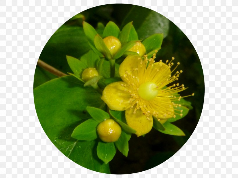 Hypericum, PNG, 1600x1200px, Hypericum, Flower, Hypericaceae, Plant, Yellow Download Free