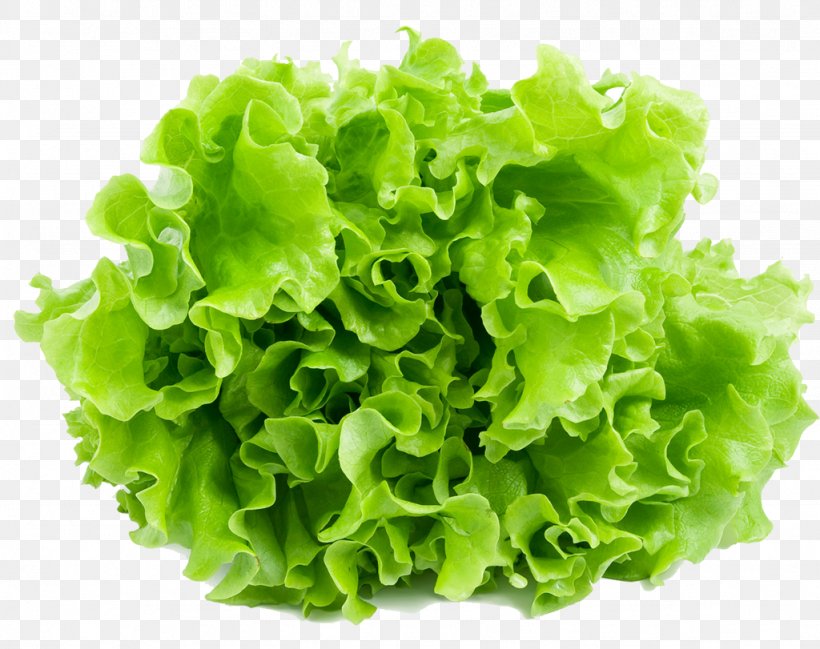 Iceberg Lettuce Leaf Vegetable Salad Romaine Lettuce Endive, PNG, 1024x811px, Iceberg Lettuce, Collard Greens, Endive, Eruca Sativa, Food Download Free