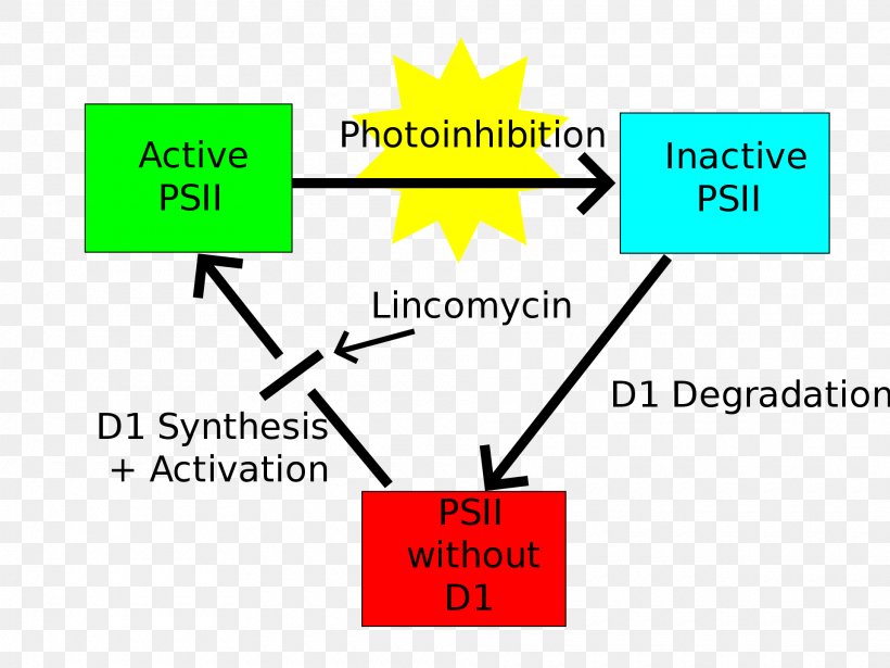 Light Photoinhibition Photosystem II Photosynthesis, PNG, 1920x1440px, Light, Algae, Area, Bluegreen Bacteria, Brand Download Free
