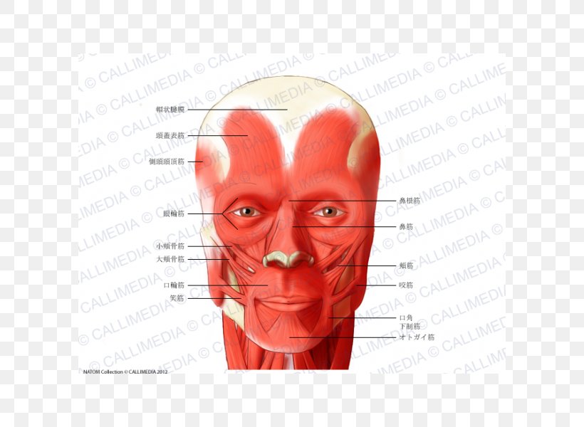 Muscle Head And Neck Anatomy Muscular System, PNG, 600x600px, Watercolor, Cartoon, Flower, Frame, Heart Download Free