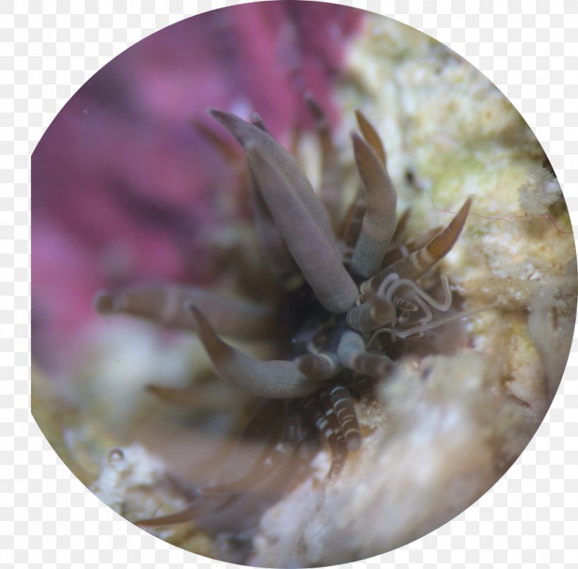 Aiptasia Pulchella Crab Sea Anemone Reef Aquarium, PNG, 856x844px, Aiptasia, Animal, Crab, Fauna, Fiddler Crab Download Free