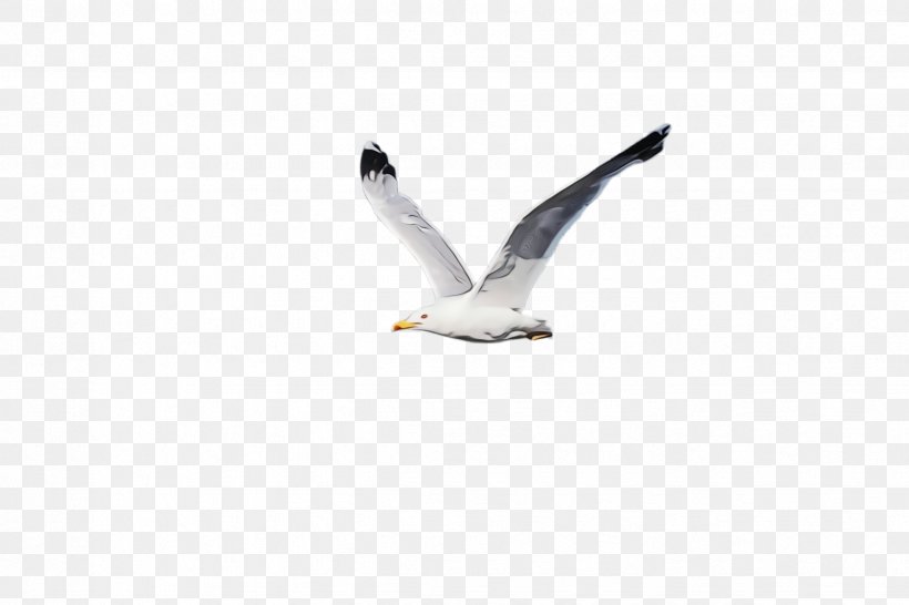 Bird White Gull Beak Seabird, PNG, 2448x1632px, Watercolor, Beak, Bird, European Herring Gull, Great Blackbacked Gull Download Free
