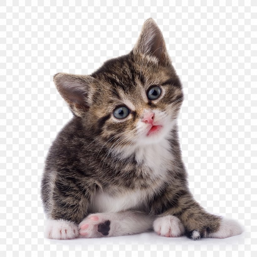 Cat Kitten Clip Art, PNG, 900x900px, Cat, American Shorthair, American Wirehair, Asian, California Spangled Download Free