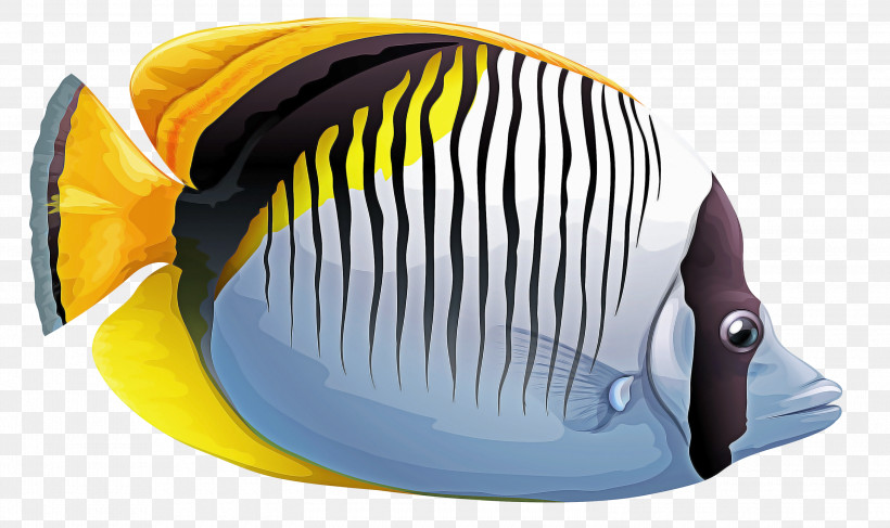 Fish Pomacanthidae Holacanthus Yellow Butterflyfish, PNG, 3000x1785px, Fish, Butterflyfish, Holacanthus, Pomacanthidae, Pomacentridae Download Free