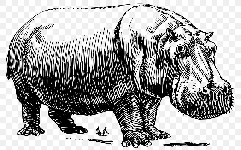 Hippopotamus Rhinoceros Clip Art, PNG, 800x513px, Hippopotamus, Bear, Black And White, Carnivoran, Cartoon Download Free