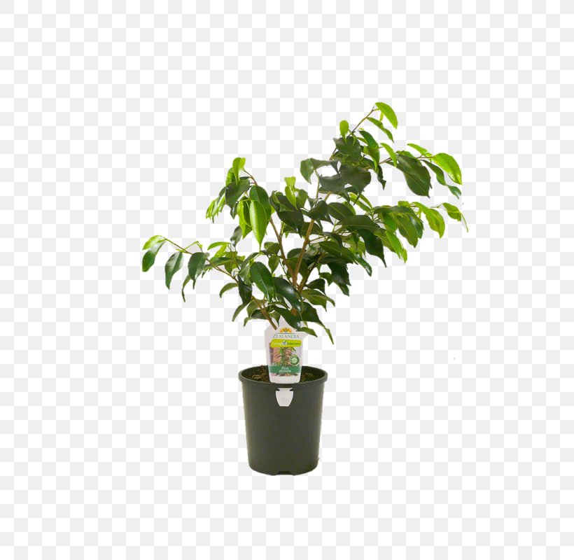 Pot Leaf Cartoon, PNG, 800x800px, Flowerpot, Areca Palm, Bylina, Fig Trees, Flower Download Free