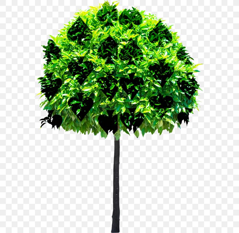 Tree Stock Photography Clip Art, PNG, 585x800px, Tree, Black, Branch, Camera, Can Stock Photo Download Free