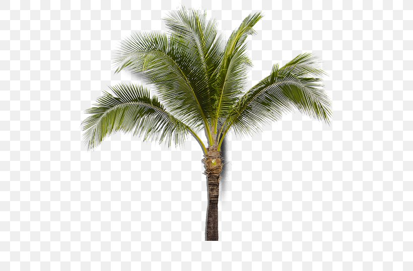 Asian Palmyra Palm Coconut Babassu Sabal Palm Arecaceae, PNG, 510x539px, Asian Palmyra Palm, Arecaceae, Arecales, Attalea, Attalea Speciosa Download Free
