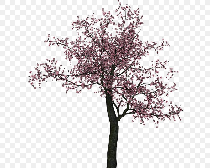 Cherry Blossom Tree Flower, PNG, 632x658px, Blossom, Almond, Branch, Cherry, Cherry Blossom Download Free