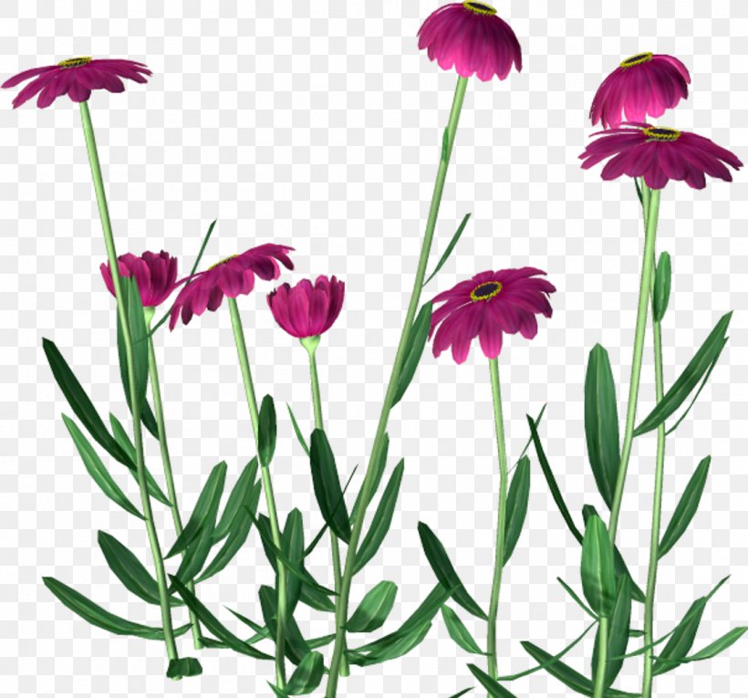 Flower Clip Art, PNG, 1104x1031px, Flower, Annual Plant, Banco De Imagens, Common Daisy, Cut Flowers Download Free