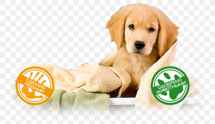 Golden Retriever Puppy Dog Breed Companion Dog, PNG, 933x539px, Golden Retriever, Animal, Breed, Carnivoran, Centimeter Download Free