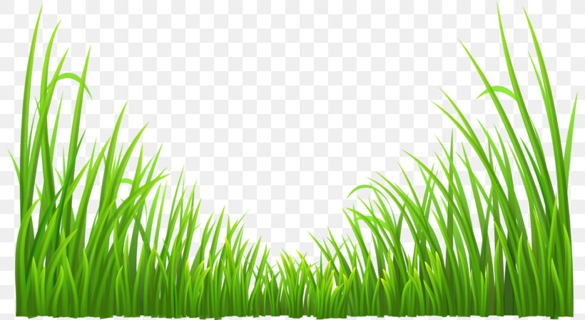 Green Plant Grass, PNG, 800x449px, Green, Color, Commodity, Data Compression, Energy Download Free